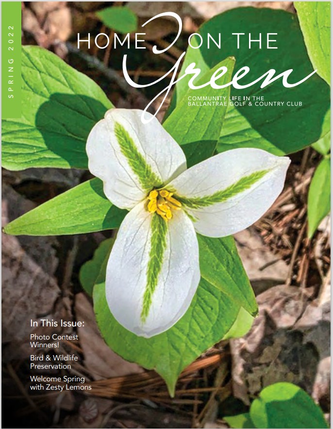 Spring Trillium