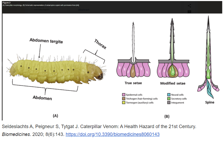 Caterpillar Setae Caterpillar Setae