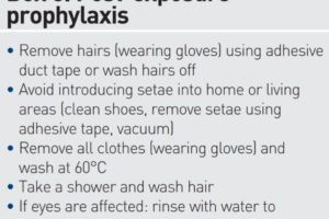 Post-exposure treatment for caterpillar hair exposure