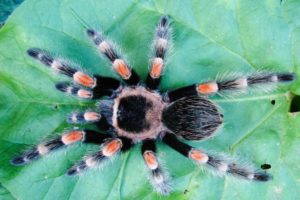 Tarantulas